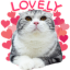 :fg_other_cat_lovely: