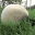 :fg_other_bear_falls_over: