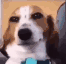 :fg_other_dogo_smile: