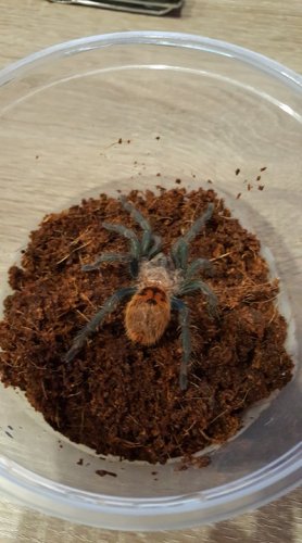 cyaneopubescens.jpg