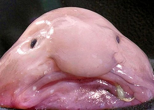 blobfish-psychrolutes-marcidus.jpg