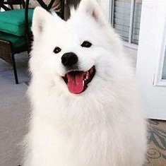Cutie dog