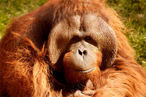 369610144_Orangutn_male.thumb.jpg.cde7a49dffdd1f62cf551e9e652f6941.jpg