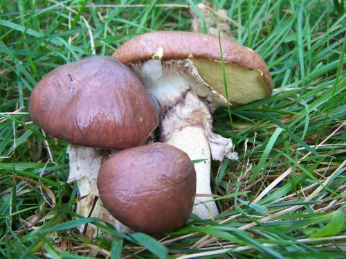 1200px-Suillus_luteus_2.jpg
