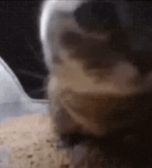chibi-chibi-cat-chibi-chibi-chaba-chaba.gif.36fe2af8fe893ad01ecb0d8279633b1f.gif