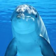Delfinek