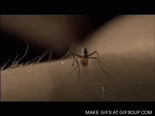 stylowi_pl_inne_komar-gif_11750142.gif