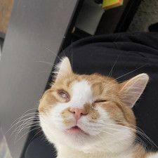 meeowo