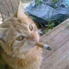 stauuuu