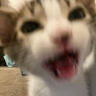 proud owner of ekitten